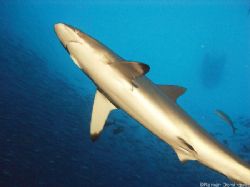 Silky shark (Carcharhinus falciformis), swimming inside a... by Ramón Domínguez 